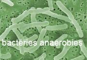 les bacteries anaerobies
